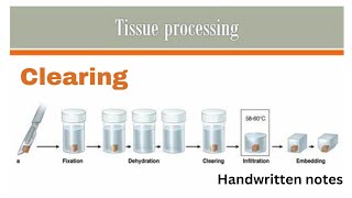 Clearing In Tissue Processing Histopathology Tissue Processing Part 4 [upl. by Hume]