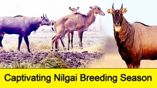 Captivating Nilgai Breeding Season  Watch This Mesmerizing Video Till The End [upl. by Alue336]