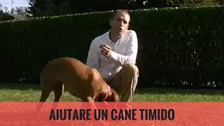 Aiutare un cane timido e un po’ pauroso [upl. by Afesoj]