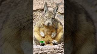 Viscacha animals cute nature facts [upl. by Duquette]