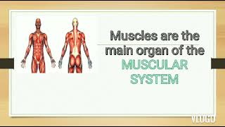 muscular system [upl. by Aleiram45]