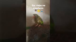 Las viejas malas me engañaron🪤 funny humor birds [upl. by Tahpos]