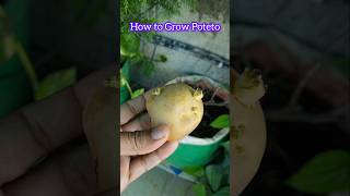 How to grow Poteto gardening poteto organicgardening shorts [upl. by Anauqahc]