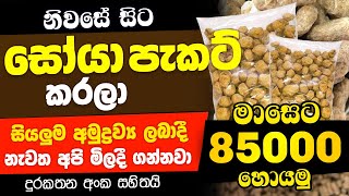 Swayan Rakiya Sinhala 2024 Swayan Rakiya at Home Job vacancy Sinhala 2024 [upl. by Eirlav617]