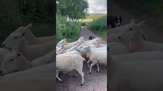 1st batch of ewes in for feet check farming farminguk lleynsheep sheep farmlife britishfarming [upl. by Eitsud]