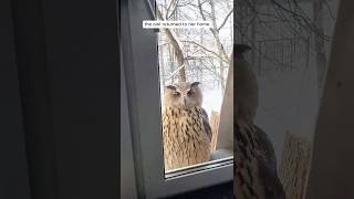 Woman found an injured owl and then helped it [upl. by Anoli]