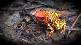 Trailer Oophaga Histrionica Red Head Documentary [upl. by Stent762]