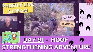 Day 91  Hoof Strengthening Adventure💪 plus LAMINITIS RECOVERY⛑️ [upl. by Fowkes]