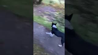 Toni the border collie escapes into the field next door funnydogs dogholiday bordercollie [upl. by Lyndes]