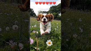 The cavalier king Charles puppy explores a grassy field bounding through flowers and playing ❤️❤️❤️ [upl. by Stilwell305]