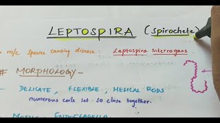 Leptospira  Microbiology  Handwritten notes [upl. by Brey7]