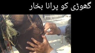 Surra l trypanosomiasis in horses Dr Shahzad Drishak [upl. by Noivert]