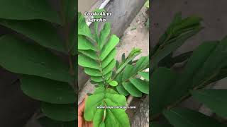 Cassia Alata plant benefits healthy shortsyoutube [upl. by Eolanda670]