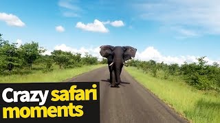 Top 20 Incredible Safari Moments Caught on Camera [upl. by Erialb]