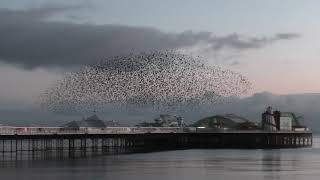 Starling murmuration in Brighton 06012021 [upl. by Crifasi]