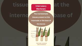 Types of Meristematic Tissues plantanatomybotany biology [upl. by Llezom]