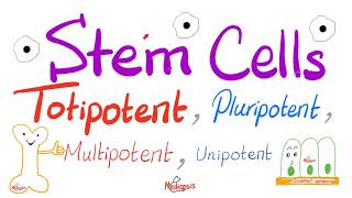 Stem Cells Types Totipotent Pluripotent Multipotent and Unipotent  Teratogens  Biology [upl. by Valiant]