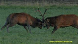 KRONHJORTAR Red Deer Cervus elaphus 31 [upl. by Asinla]