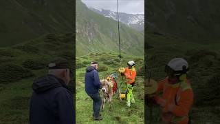 Helicopter is used to carry cows in Europe [upl. by Ellehcal]