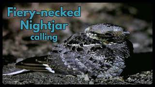 FIERYNECKED NIGHTJAR calling  the iconic sound of the African nights [upl. by Magee]