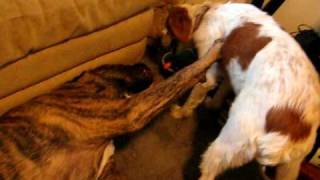 Bull Mastiff Pitbull mix being bossed over by a Brittany Spaniel [upl. by Bobbette]