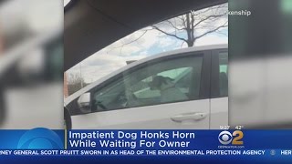 Impatient Dog Honks At Owner [upl. by Wicks]