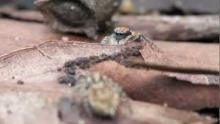 Peacock Spider 2 Maratus tasmanicus [upl. by Lanni]