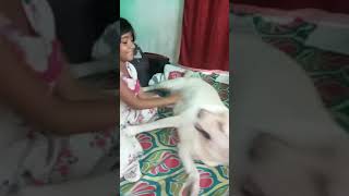 বৃষ্টিতে জিমির মাথা খারাপ হয়ে গেছে 🙄🙄🙄highlightseveryone reelsvideo shortvideo video doglover [upl. by Veljkov]