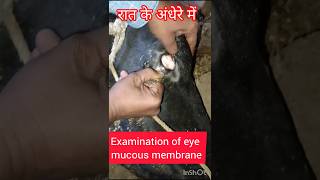 Examination of eye mucous membrane in cow ampBuffalo shortsvideovillagevlogviralvideovillagelife [upl. by Gilus]