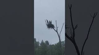 Breathtaking video footage of great blue herons guarding a birds nest shorts [upl. by Anuaek]