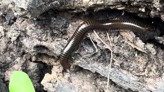 Millipede vs Centipede millipede millionviews nature villagevlog travel [upl. by Anifares]