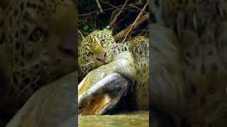 Jaguars Thrilling Assault on Caiman [upl. by Nyved]