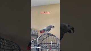 The squawk guy says hi 👋🏼🐦 talkingparrot funnyparrot parrot birds africangrey [upl. by Farrand]