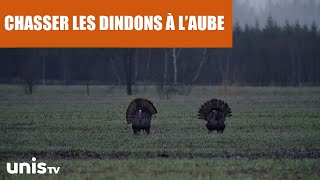 La chasse au dindon sauvage un gibier futé [upl. by Shlomo241]