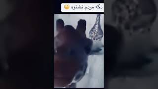 Najib brot baraye o kon 🤣😂🦒 viralvideo viralshorts fypシ゚viral funnyclips najibboto funny [upl. by Gallager]