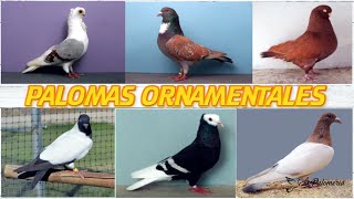 Palomas de Fantasía Ornamentales y Exóticas 🐦 v02 [upl. by Airal107]