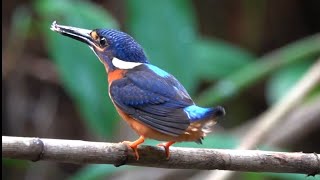 quotGonna catch myself a yummy fishquot Juvenile BLUEEARED KINGFISHER Perfecting his Hunting Skills [upl. by Warms]