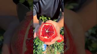 Natural landscape pomegranate fruit farm🤯and cutting skills so fresh satisfying shorts trending [upl. by Eudoca751]