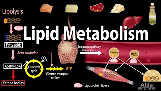 Lipid Fat Metabolism Overview Animation [upl. by Eecram]