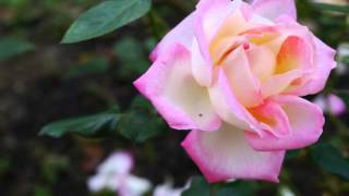 Waltz of The Flowers  European Jazz Trio [upl. by Eladnwahs486]