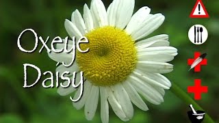 Oxeye Daisy Edible Medicinal Cautions amp Other Uses [upl. by Kopple514]