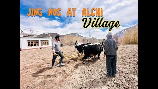 JING NOS AT ALCHI VILLAGE  LEH LADAKH  VLOG alchi ladakhisongs ladakh leh [upl. by Wallford]