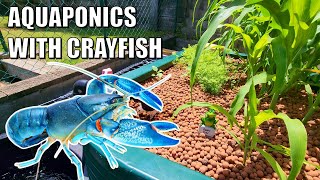 Emmas Crayfish amp Aquaponics Backyard Farm [upl. by Jochbed]