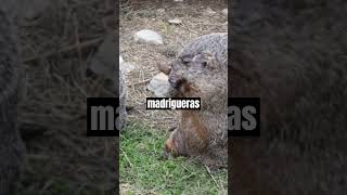 2 Curiosidades Sobre las Marmotas curiosidades vidaanimal [upl. by Corry]