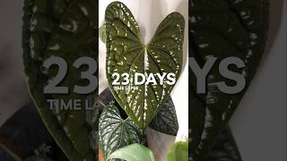 Anthurium Luxurians new leaf timelapse 🎥🪴 [upl. by Tezile61]