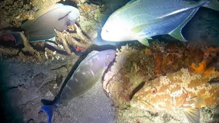 NIGHT SPEARFISHING CORTES  episode 105  CATCH SELL and EAT🤤😋 [upl. by Enilekcaj]