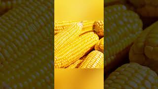 CORN CAN MANAGE BLOOD SUGAR LEVELS health [upl. by Odnolor]