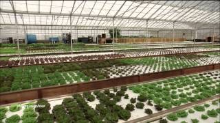 Aquaponic farming saves water but can it feed the country [upl. by Eeznyl657]