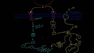 Overview of Major Cell Signalling Pathways [upl. by Llecrep633]