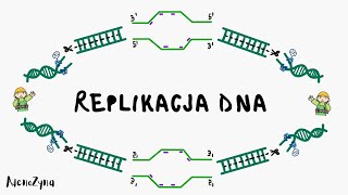 Genetyka Replikacja DNA [upl. by Mendel58]